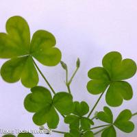 Oxalis stricta (Yellow Woodsorrel)