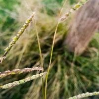 Paspalum dilatatum (Dallisgrass)