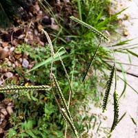 Paspalum dilatatum (Dallisgrass)