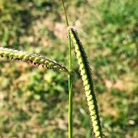 Paspalum dilatatum (Dallisgrass)