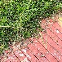 Paspalum dilatatum (Dallisgrass)
