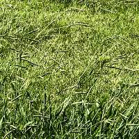 Paspalum dilatatum (Dallisgrass)