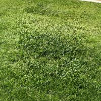Paspalum dilatatum (Dallisgrass)