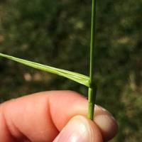 Paspalum dilatatum (Dallisgrass)