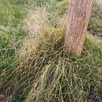 Paspalum dilatatum (Dallisgrass)