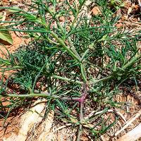Salsola tragus (Russian Thistle)