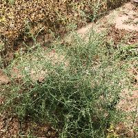 Salsola tragus (Russian Thistle)