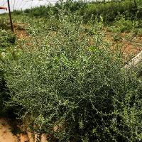 Salsola tragus (Russian Thistle)