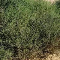 Salsola tragus (Russian Thistle)
