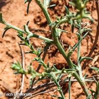 Salsola tragus (Russian Thistle)