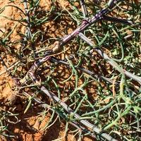 Salsola tragus (Russian Thistle)