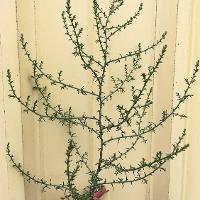 Salsola tragus (Russian Thistle)