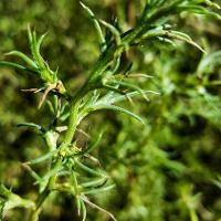 Salsola tragus (Russian Thistle)