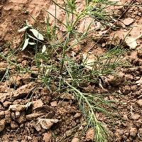 Salsola tragus (Russian Thistle)