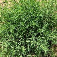 Salsola tragus (Russian Thistle)
