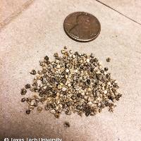 Salsola tragus (Russian Thistle)