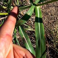 Sorghum halepense (Johnsongrass)