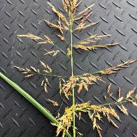 Sorghum halepense (Johnsongrass)