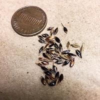 Sorghum halepense (Johnsongrass)