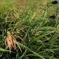 Sorghum halepense (Johnsongrass)