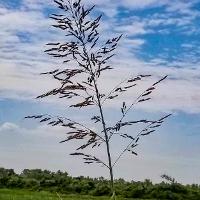 Sorghum halepense (Johnsongrass)