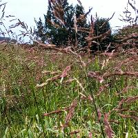 Sorghum halepense (Johnsongrass)
