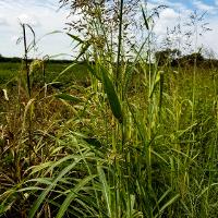 Sorghum halepense (Johnsongrass)