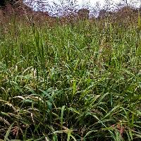 Sorghum halepense (Johnsongrass)