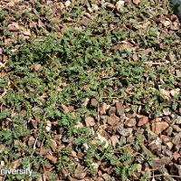 Tribulus terrestris (Puncturevine)