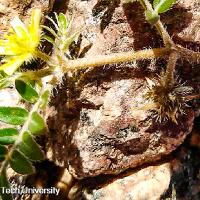 Tribulus terrestris (Puncturevine)