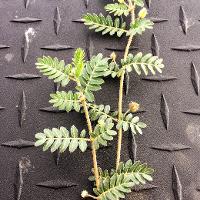 Tribulus terrestris (Puncturevine)