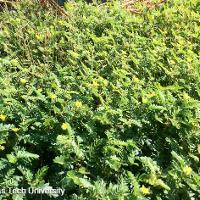 Tribulus terrestris (Puncturevine)