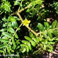 Tribulus terrestris (Puncturevine)