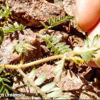 Tribulus terrestris (Puncturevine)