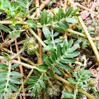 Tribulus terrestris (Puncturevine)