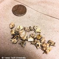 Tribulus terrestris (Puncturevine)