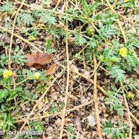 Tribulus terrestris (Puncturevine)