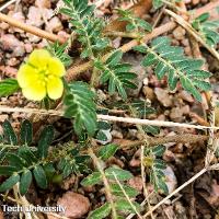 Tribulus terrestris (Puncturevine)