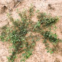 Tribulus terrestris (Puncturevine)