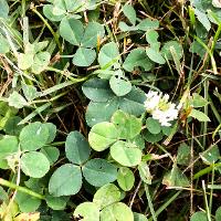 Trifolium repens (White Clover)