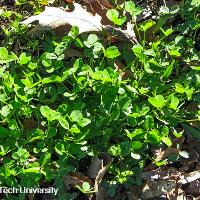 Trifolium repens (White Clover)