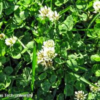 Trifolium repens (White Clover)