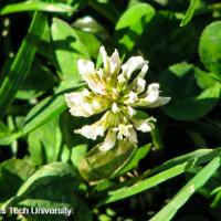 Trifolium repens (White Clover)