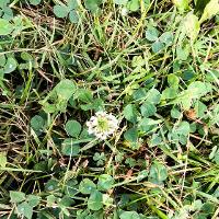 Trifolium repens (White Clover)