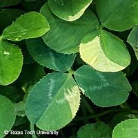 Trifolium repens (White Clover)