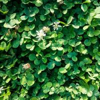 Trifolium repens (White Clover)