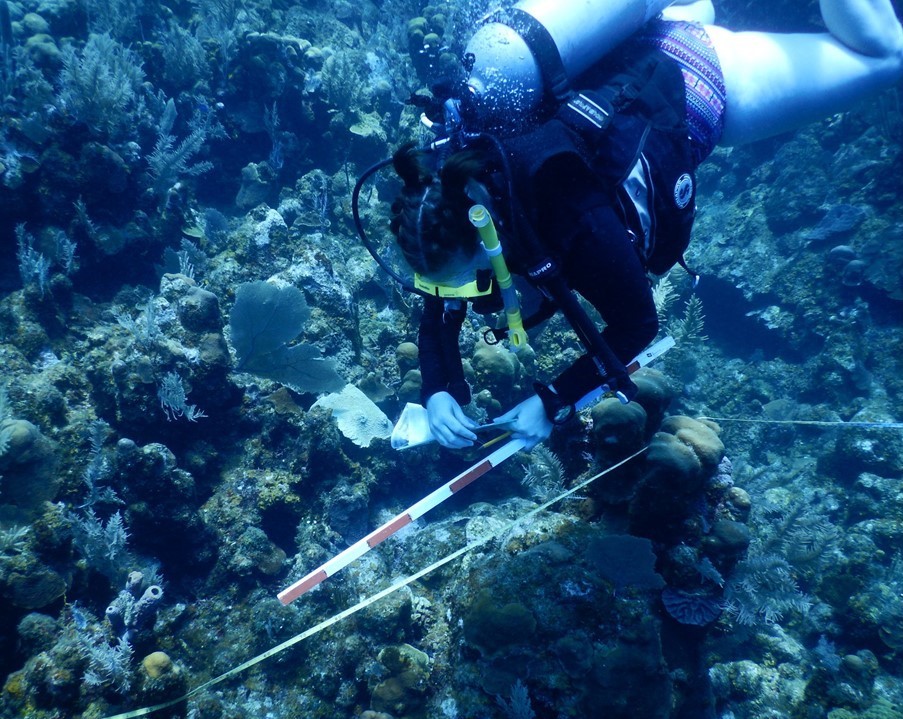 coral reef research