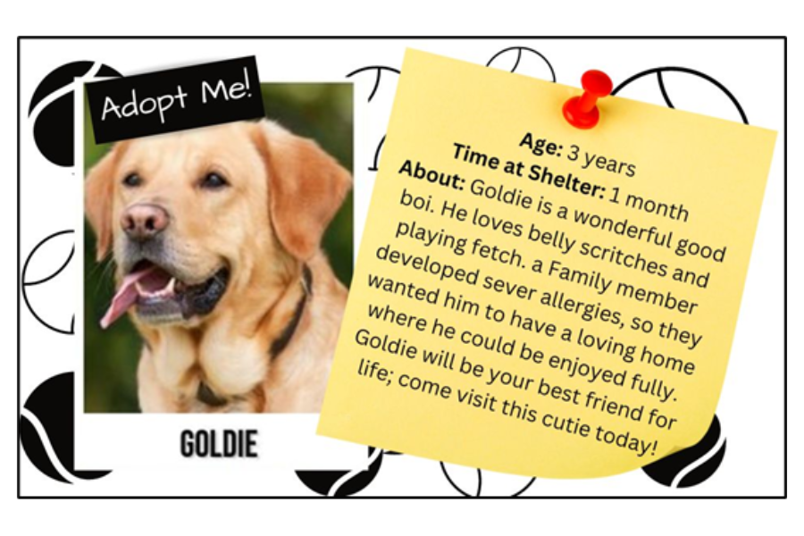 Image: Adult yellow labrador retriever dog with long tongue hanging out of open mouth and name Goldie under the picture. Yellow post-it note with red thumb tack holding it in place. Text: Adopt me! Age: 3 years Time at Shelter: 1 month About: Goldie is a wonderful good boi. He loves belly scritches and playing fetch. A family member developed sever allergies, so they wanted him to have a loving home where he could be enjoyed fully. Goldie will be your best friend for life; come visit this cutie today!