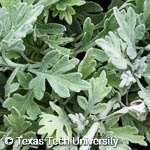 Artemisia stelleriana ‘Silver Brocade’