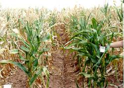 corn